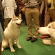 Illustration for article titled Calling Off The Dogs: Day 2 At Westminster
